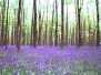 Bluebell