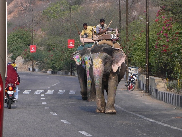 elephant_taxi